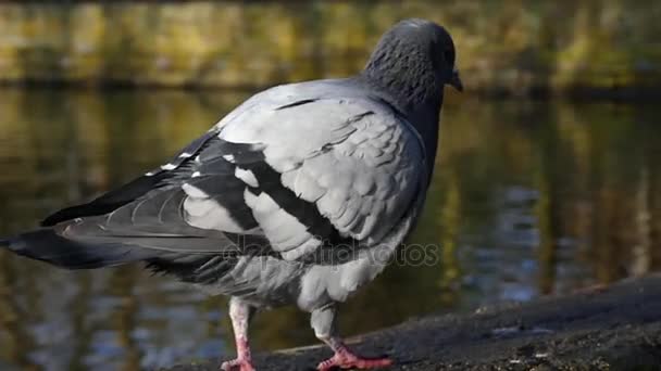 Une colombe grise et blanche à tête noire marchant le long d'une rive de rivière pierreuse au ralenti . — Video