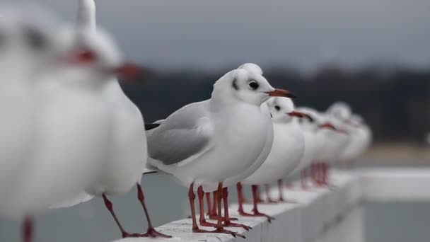 Чайки сидять в ряд і одна чайка вилітає в повільному русі — стокове відео