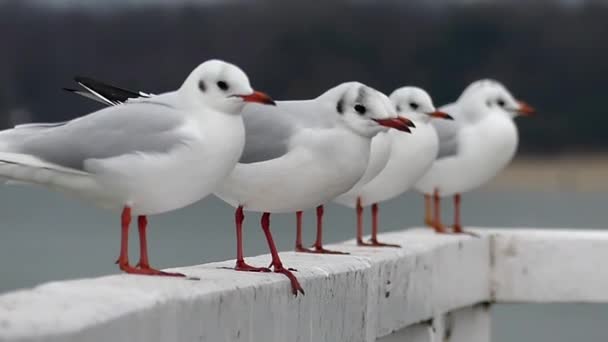 Gaviotas sentadas en una cerca de hormigón blanco con el mar azul en el fondo — Vídeos de Stock