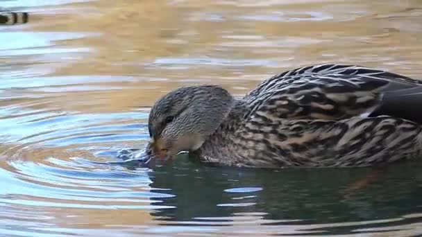 Hnědé strakaté kachny hledají potravu ve vodách řeky na podzim v pomalém pohybu. — Stock video