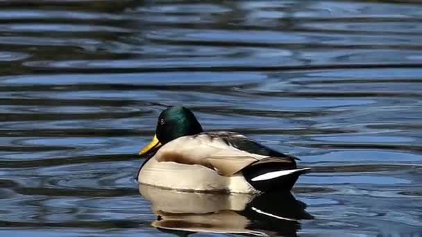 Zelené v čele hnědé kachna plovoucí vlnitý vodách jezera v slunečný den v pomalém pohybu. — Stock video