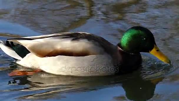 Zielony na czele brązowy i biały kaczki pływające w wodach rzeki Rippled szukając żywności. Zwolnionym tempie. — Wideo stockowe