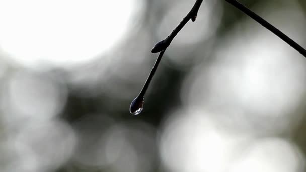 Een takje met knoppen bedekt met rillen druppels Water in de herfst. — Stockvideo