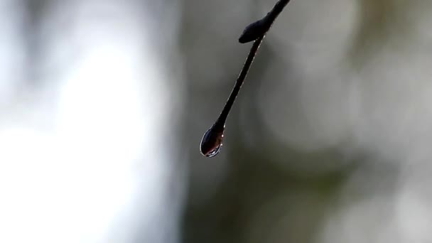 Een takje met knoppen bedekt met druppels Water in de onscherpe achtergrond wit-grijs in de herfst — Stockvideo