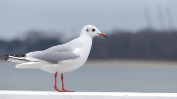 一只海鸥站和在秋天从白色石码头围栏起飞. — 图库视频影像