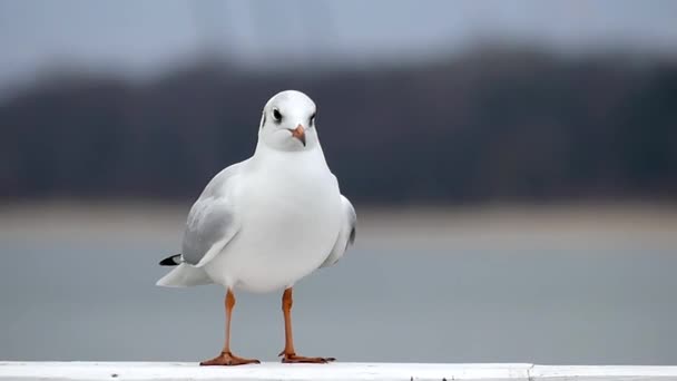 Seagull stání a chůzi na plot kamenný molo na podzim v pomalém pohybu. — Stock video