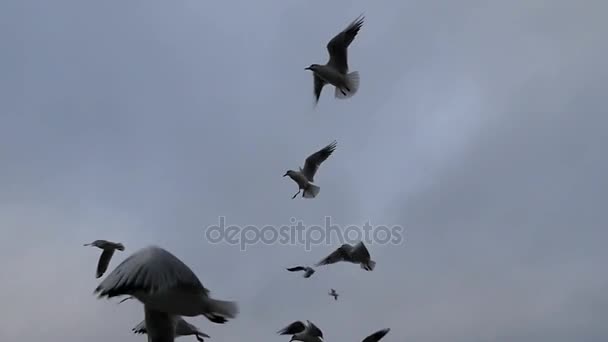 スローモーションで背景に灰色の曇り空と強風で飛んでいるカモメの群れ. — ストック動画