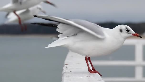 Uma gaivota sentada em um cais de concreto branco e vários deles pousando em um tempo ventoso em Slo-Mo . — Vídeo de Stock