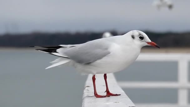 Un gabbiano seduto su una recinzione di cemento bianco in un tempo ventoso — Video Stock