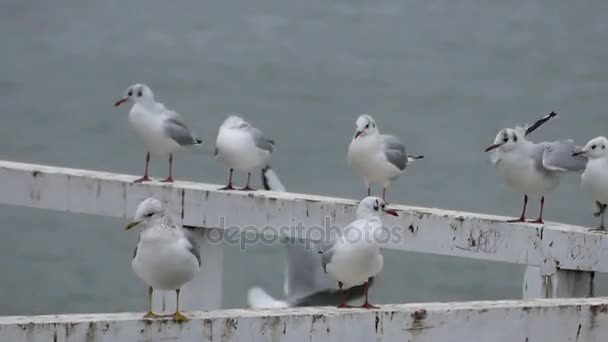 Gaviotas sentadas en un muelle blanco y limpiando plumas con sus picos en cámara lenta . — Vídeo de stock