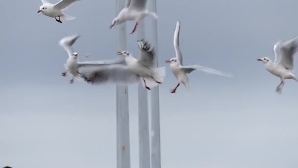 Gabbiani che volano nel cielo e combattono per il cibo l'uno con l'altro in slow motion . — Video Stock