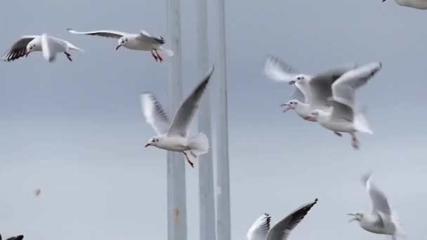 Una bandada de gaviotas volando en el mismo lugar y esperando comida de personas en cámara lenta . — Vídeo de stock