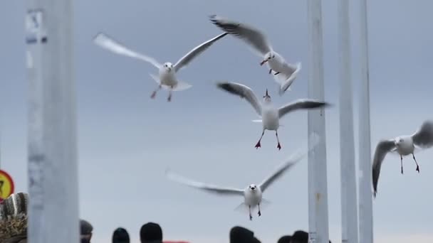 Una chica en un divertido sombrero de punto lanza pan a las gaviotas volando sobre un muelle de mar con la gente en cámara lenta . — Vídeos de Stock
