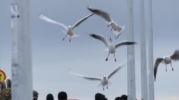 Una ragazza in un divertente cappello a maglia lancia pane ai gabbiani che volano su un molo marino con persone in movimento lento . — Video Stock