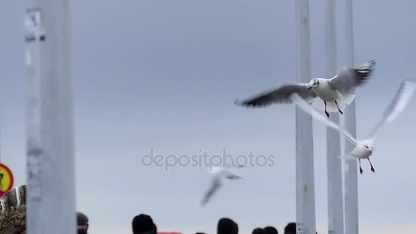 Seagulls fånga bröd kastas av en flicka som står på en vita havet piren med lyktstolpar och människor på det i Slow Motion. — Stockvideo
