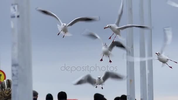 A Flock of Seagulls Catching Bread Thrown by a Girl`s Hand on a White Sea Pier in Slow Motion. — Stock Video