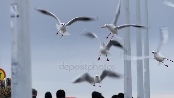 Una bandada de gaviotas atrapando pan arrojado por la mano de una chica en un muelle del mar blanco en cámara lenta . — Vídeo de stock