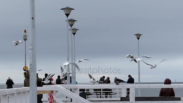 Збиратися чайок і два Ravens політ над через біле море Pier з ліхтарні стовпи і люди на ньому в уповільненому Русі. — стокове відео