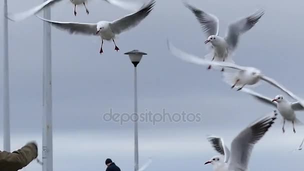 Uma mão de menina jogando pão para gaivotas voando sobre um cais do mar branco com postes e pessoas nele. Movimento lento . — Vídeo de Stock