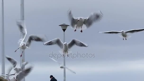 Une main de fille nourrissant des mouettes volant au-dessus d'une jetée blanche avec des lampadaires et des gens dessus . — Video