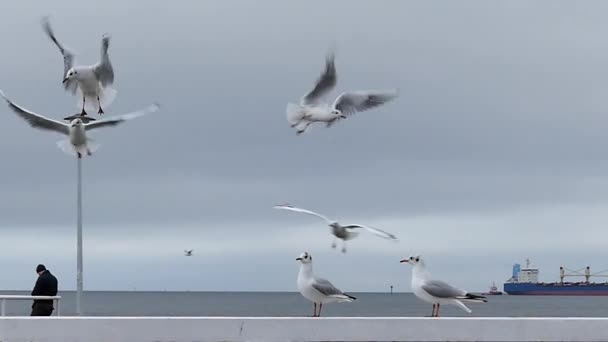 Uno stormo di gabbiani che volano su un molo bianco con una petroliera sullo sfondo in slow motion . — Video Stock