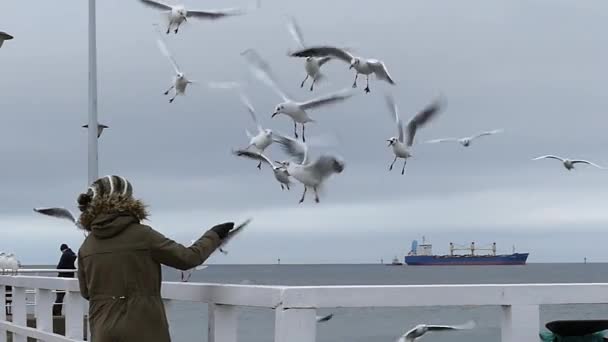 En ung kvinna som matar fiskmåsar medan stående på en Sea pir med en oljetanker och bogserbåt i bakgrunden. — Stockvideo