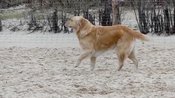 Bir güzel açık kahverengi Labrador yürüyüş ve kış bahçesi Slo-mo oynamaya — Stok video