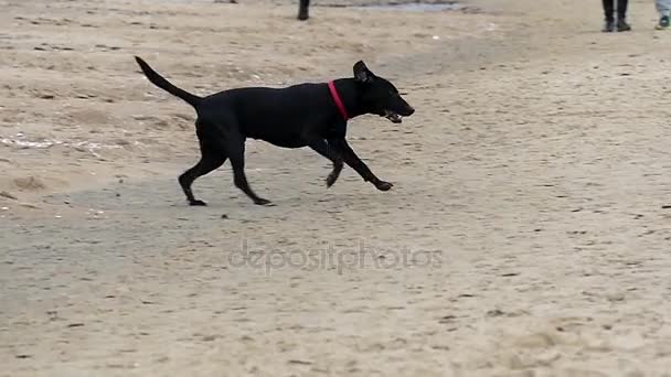 Un jeune Pitbull de race noire jouant dans la forêt d'hiver — Video