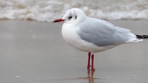 Uma gaivota solitária em pé em uma praia de areia com fortes ondas no fundo . — Vídeo de Stock