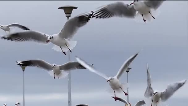 Egy Flock a sirályok, szárnyaló és várakozás-re élelmiszer-lassú mozgás. — Stock videók