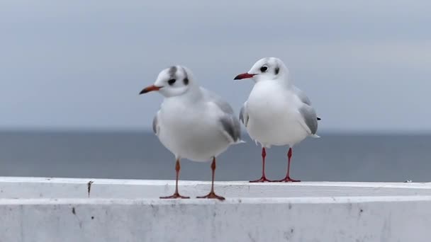 Måsar sitter på vita havet brygga staketet och tittar på ett roligt sätt. — Stockvideo