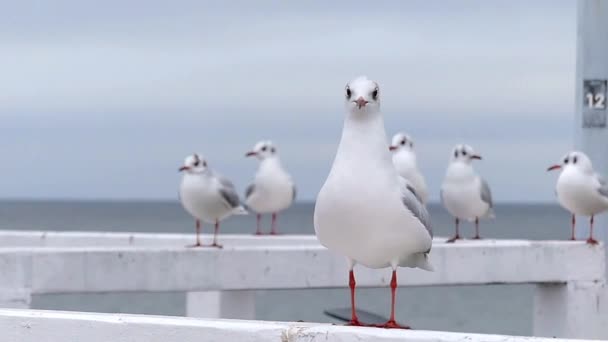 Möwen sitzen auf einem weißen Stegzaun und heben an einem sonnigen Tag plötzlich in Zeitlupe ab. — Stockvideo