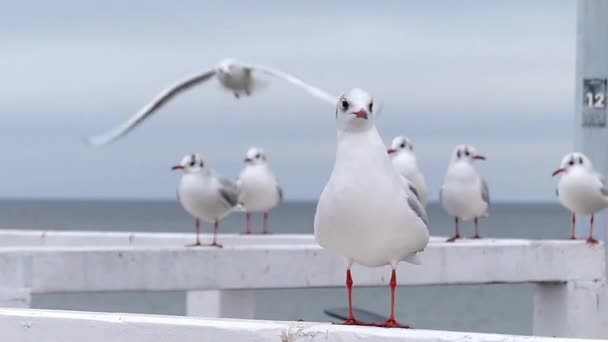 Um bando de gaivotas sentadas em uma cerca de cais do mar branco e olhando ao redor com o mar azul no fundo em câmera lenta . — Vídeo de Stock