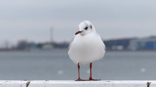 Uma gaivota de pé e andando em um cais do mar branco de uma forma engraçada em câmera lenta . — Vídeo de Stock