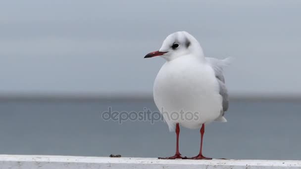 A Seagull Standing on a White Sea Pier Fence and Opening Its Beak in Autumn in Slow Motion. — Stock Video