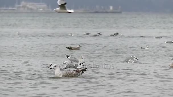 Ein Schwarm Möwen schwimmt, Federn putzt und im Herbst in Slo-mo über wellige Wellen fliegt — Stockvideo