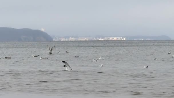Um bando de gaivotas flutuando e decolando em águas do mar onduladas no outono em câmera lenta — Vídeo de Stock