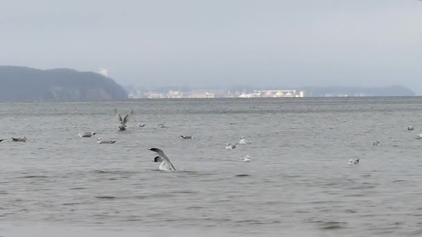 Стая чаек, плывущих и взлетающих в сохнущих морских водах осенью в медленном движении — стоковое видео