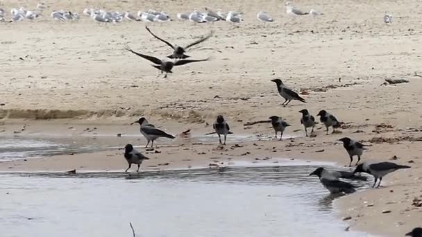 Una bandada de cuervos sentados en una Sealine y una bandada de gaviotas sentados cerca — Vídeos de Stock