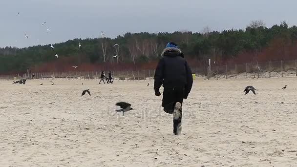 Un giovane uomo che corre lungo un fondale sabbioso e un sacco di corvi volanti e gabbiani intorno a lui in autunno a Slo-Mo . — Video Stock