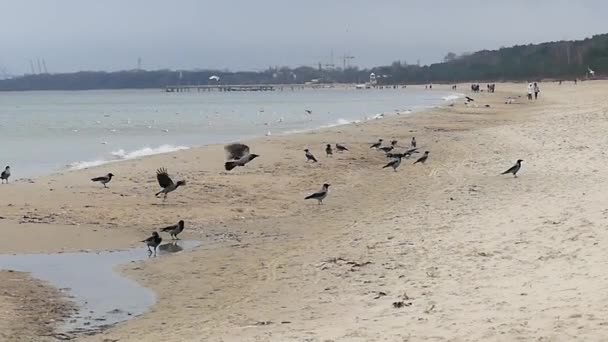 Una bandada de cuervos caminando a lo largo de un fondo marino arenoso y varias gaviotas voladoras y personas en el fondo — Vídeos de Stock