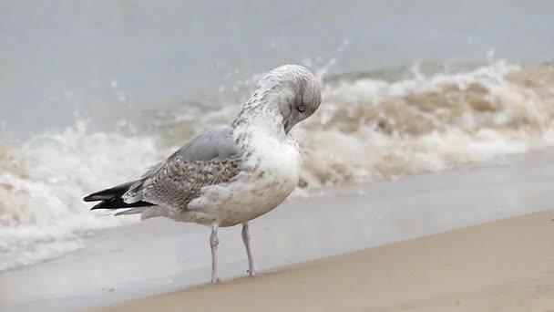 Uma grande gaivota branca e cinza com pena manchada está se limpando com uma onda de inclinação no fundo. Movimento lento . — Vídeo de Stock