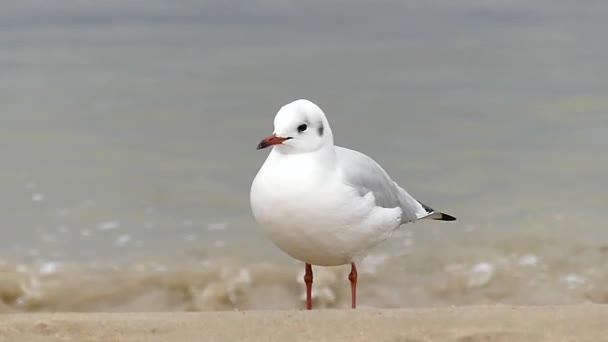 Racek Loanely, stojící na Sandy Seabeach s služby vlny na pozadí v pomalém pohybu. — Stock video