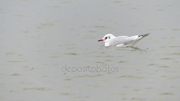 Una gaviota solitaria manteniendo la cabeza baja flotando en olas onduladas del mar gris otoñal en cámara lenta . — Vídeos de Stock