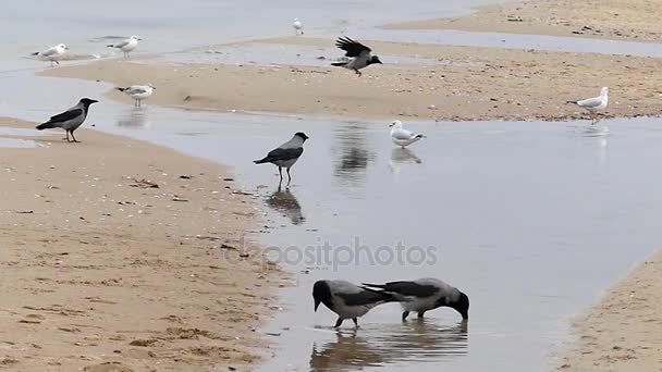 Cinco cuervos y una bandada de gaviotas caminando en una playa de arena en otoño en Slo-Mo . — Vídeos de Stock