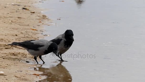 Dos cuervos caminando y buscando comida en una playa de arena en cámara lenta . — Vídeo de stock