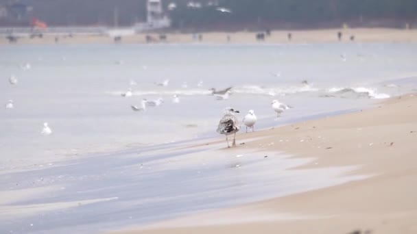 Walking and Floating in the Sea Seagulls in Europe in Autumn — Stock Video