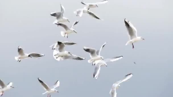 Un troupeau de mouettes qui volent au même endroit et qui essaient d'attraper de la nourriture dans l'air — Video