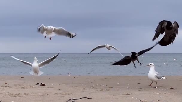 Gaivotas e corvos arrancando de um mar arenoso para pedaços de pão em Slo-Mo — Vídeo de Stock