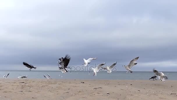 Uma menina correndo e dirigindo corvos e gaivotas longe de um mar arenoso em Slo-Mo . — Vídeo de Stock